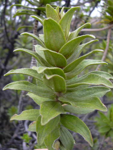 Dubautia arborea