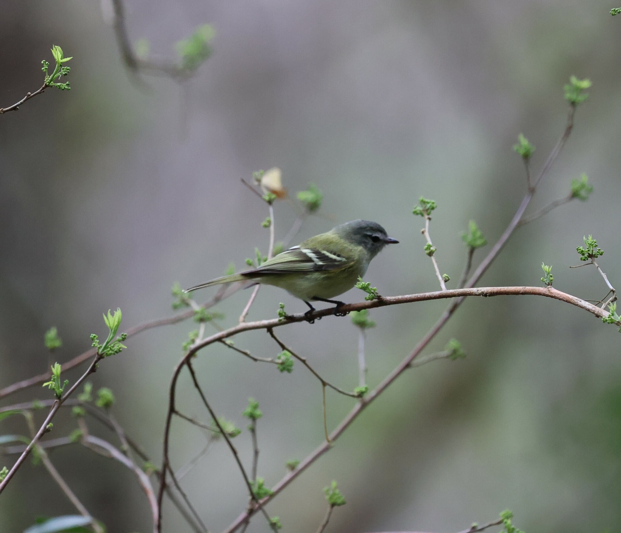 Sclater's Tyrannulet (Phyllomyias sclateri), photo 5