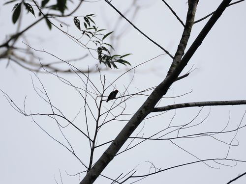 Crimson-crowned Flowerpecker (Dicaeum nehrkorni), photo 3