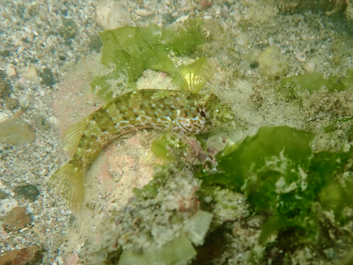 Redside blenny (Malacoctenus hubbsi) — Labrisomidae — 4