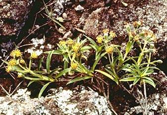 Dubautia herbstobatae