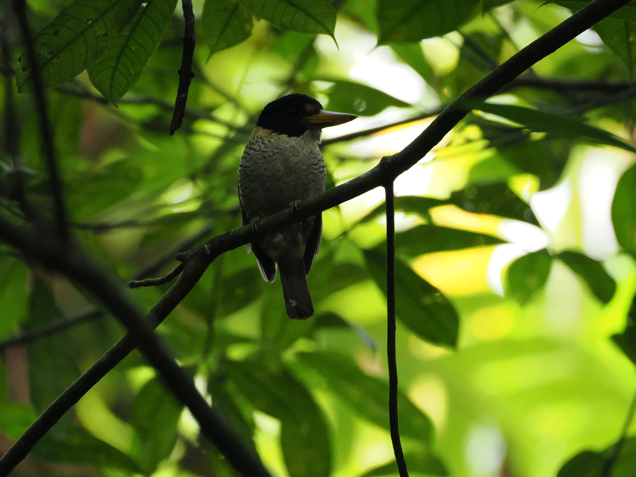 Scaly-breasted Kingfisher (Actenoides princeps), photo 6
