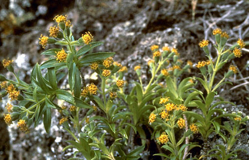 Dubautia herbstobatae