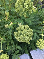 Angelica archangelica archangelica