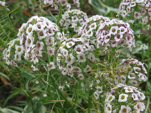 sweet alyssum
