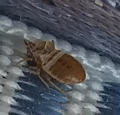 Cimex lectularius
