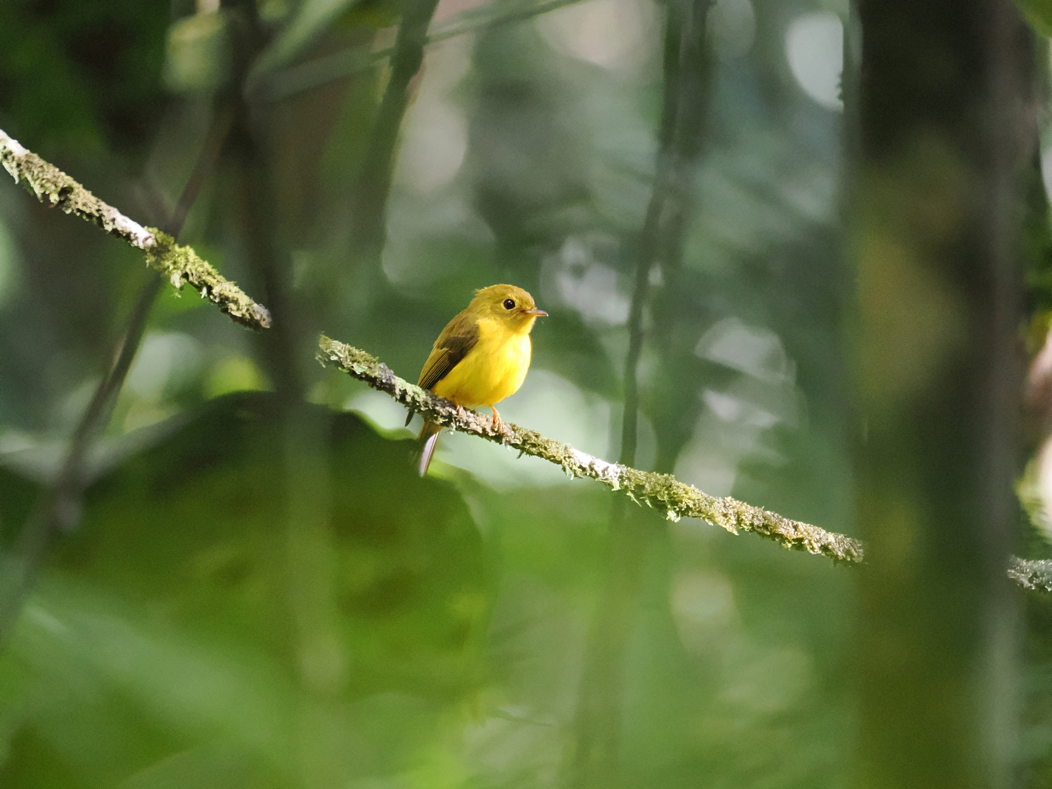 Citrine Canary-flycatcher (Culicicapa helianthea), photo 8