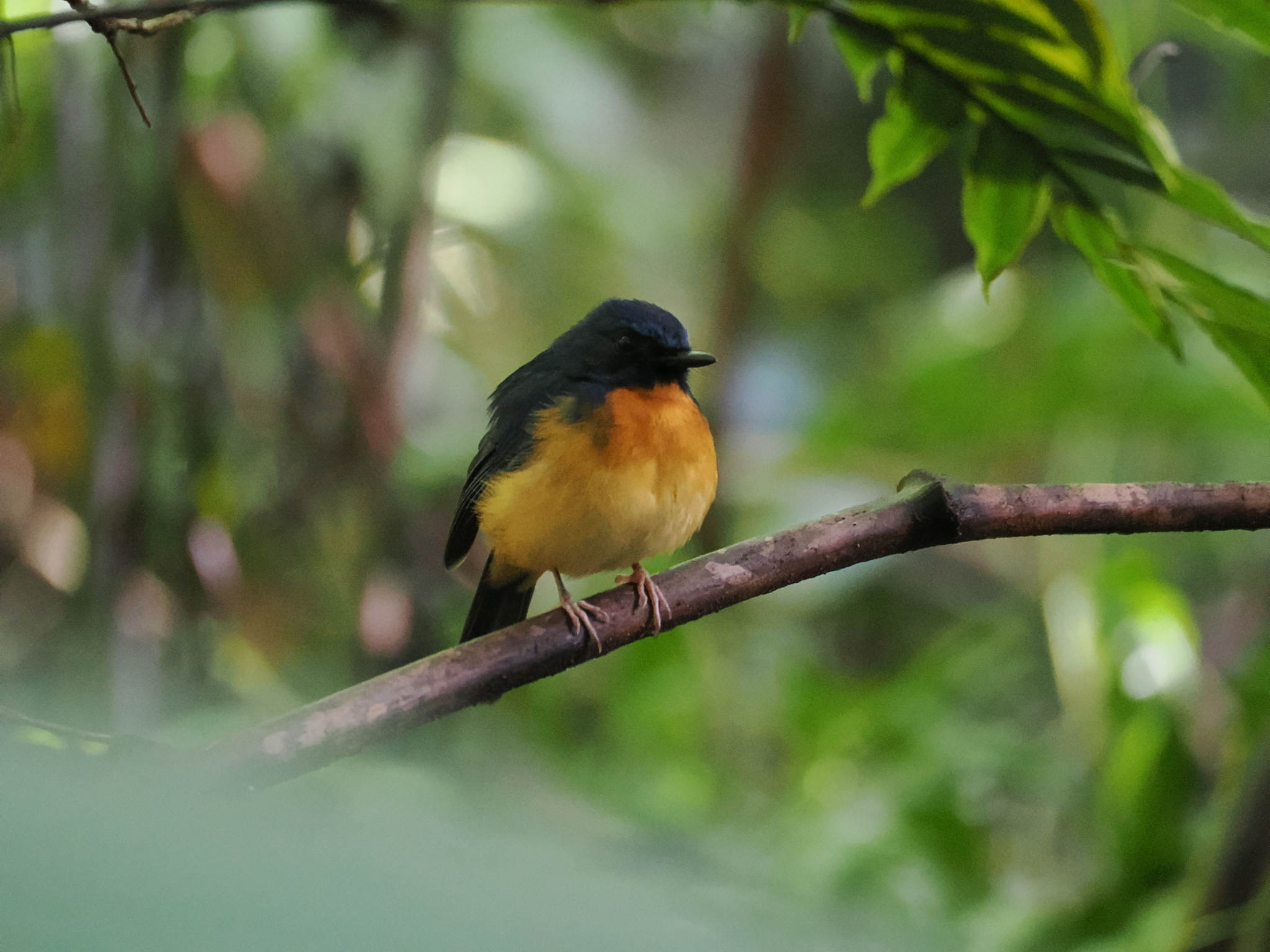 Sulawesi Blue Flycatcher (Cyornis omissus), photo 4
