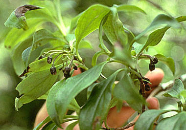 forest dubautia (Dubautia knudsenii ssp. filiformis)