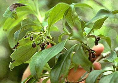 Dubautia knudsenii