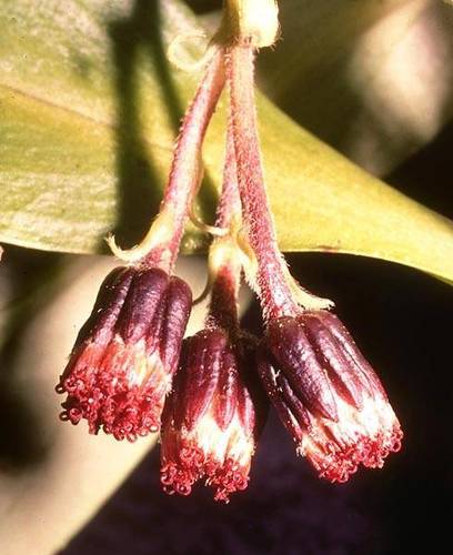 Dubautia knudsenii