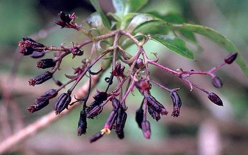 Dubautia knudsenii