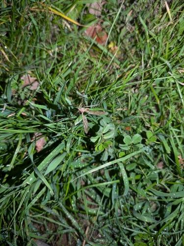 Range Crane Fly photo 4