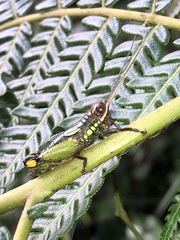 Pseudonautia