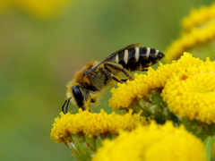 Colletes daviesanus