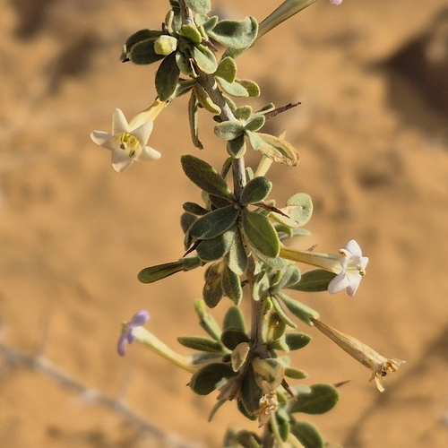 Arabian boxthorn (Lycium shawii)
