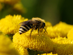 Colletes daviesanus