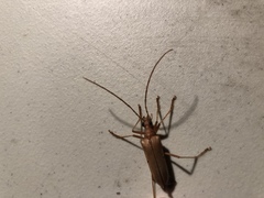 Centrodera
