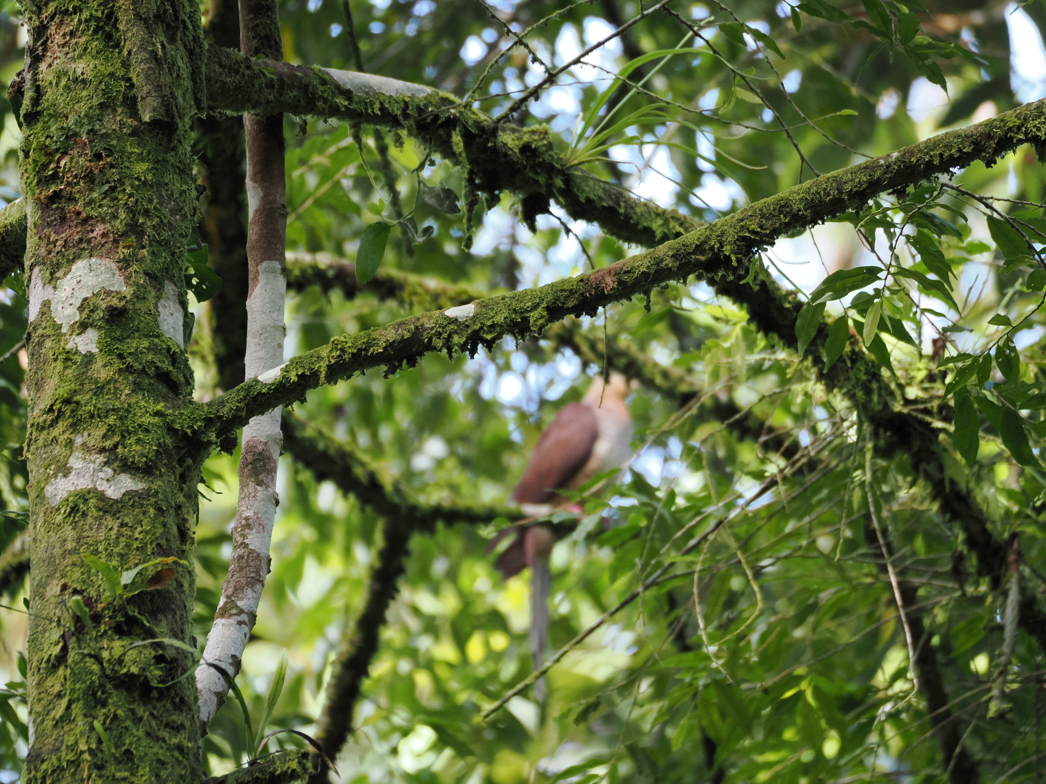 Sultan's Cuckoo-Dove (Macropygia doreya), photo 4