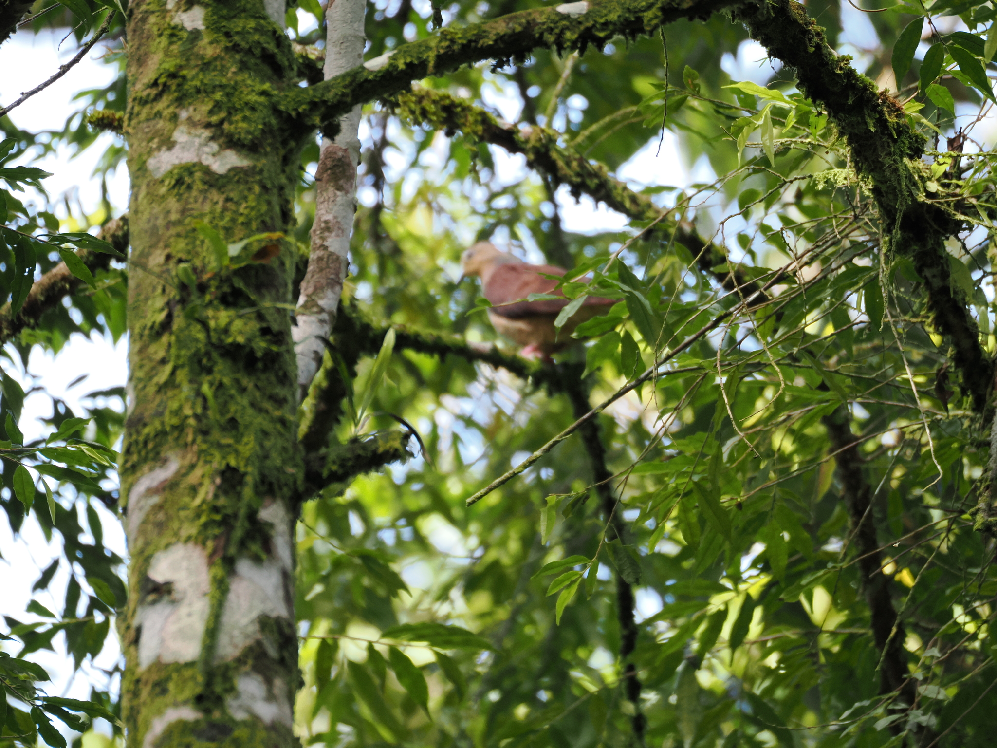 Sultan's Cuckoo-Dove (Macropygia doreya), photo 5