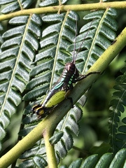 Pseudonautia