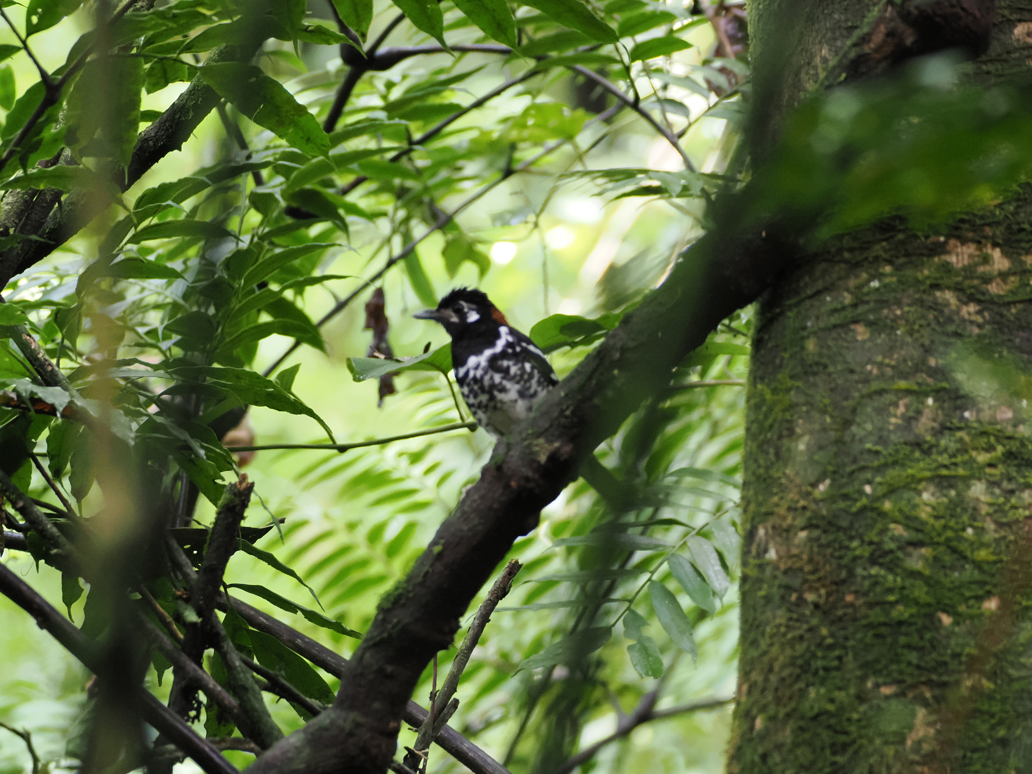Red-backed Thrush (Geokichla erythronota), photo 3