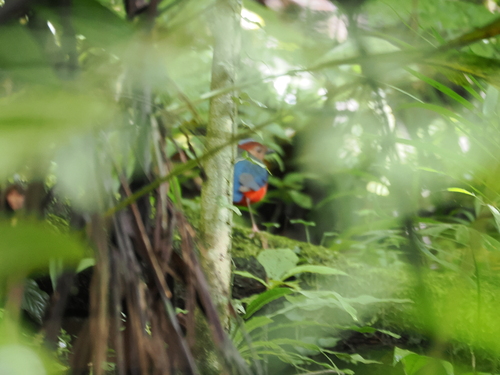 Sulawesi Pitta (Erythropitta celebensis), photo 9