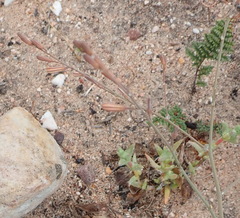 Trachyandra revoluta