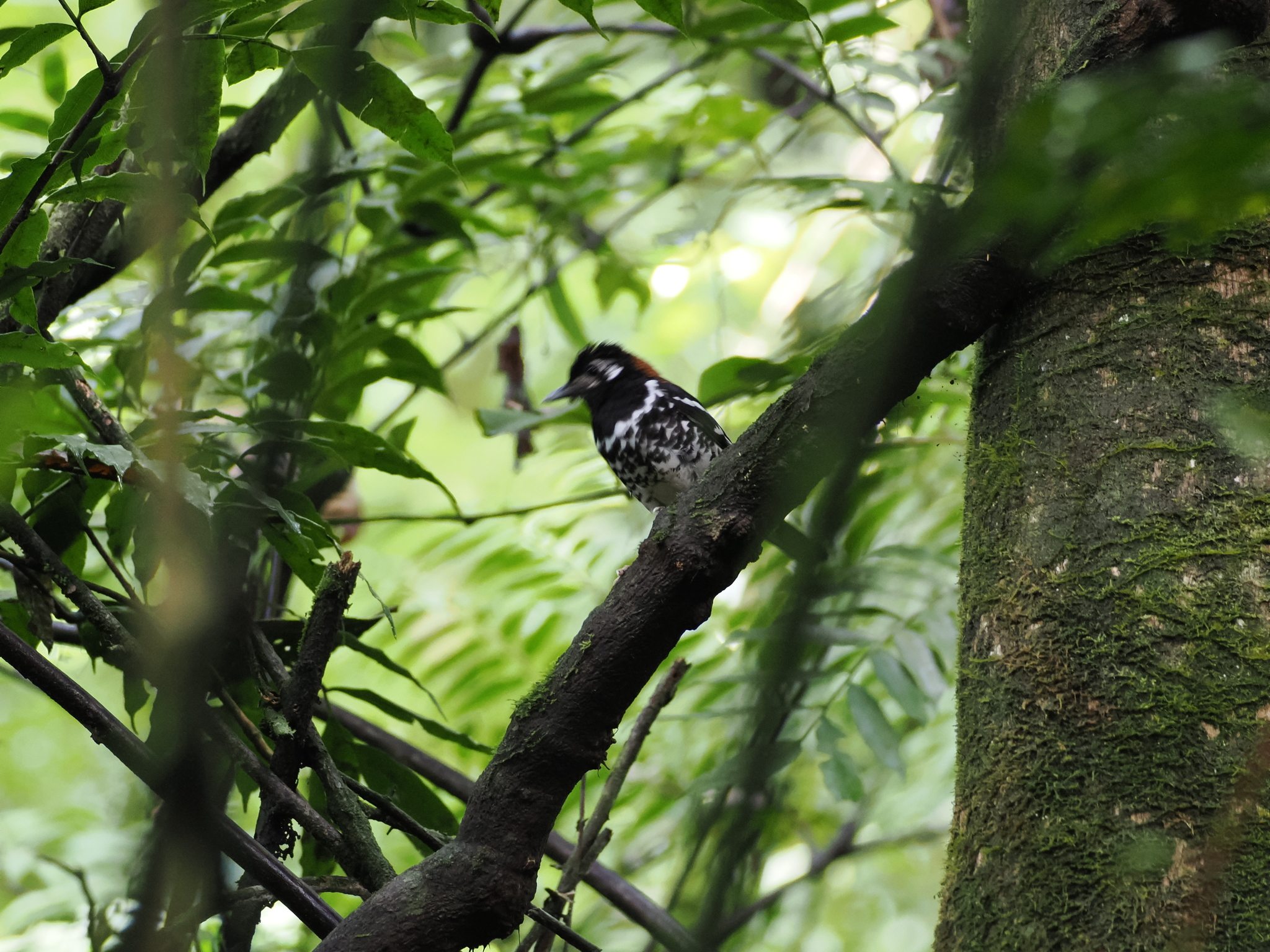 Red-backed Thrush (Geokichla erythronota), photo 4