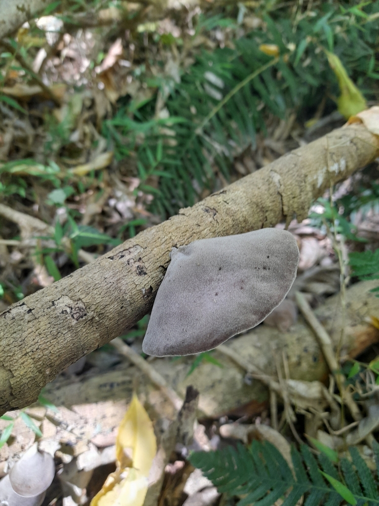 Auricularia cornea · February 2025 · photo: © mphnz (iNaturalist, cc0)