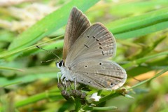 Eicochrysops messapus messapus