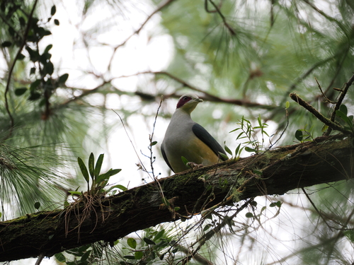 Red-eared Fruit Dove (Ramphiculus fischeri), photo 6