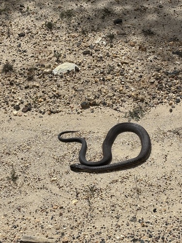 Tiger Snake sighting