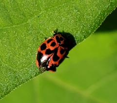 Neoharmonia venusta