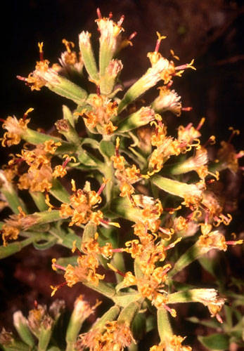 Dubautia latifolia