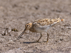 Latham's Snipe photo 1