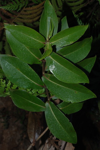 Dubautia latifolia