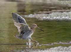 Latham's Snipe photo 5