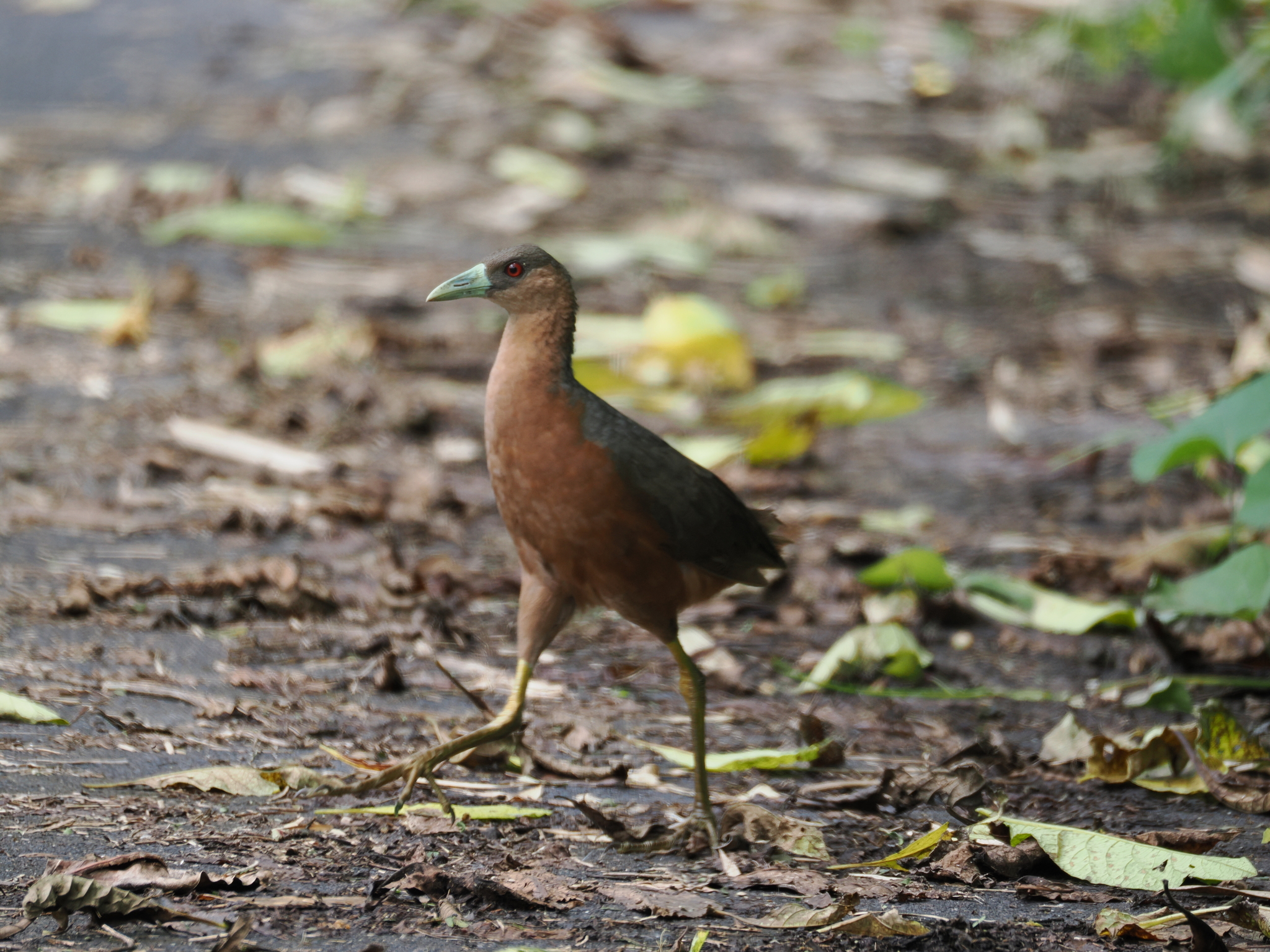 Isabelline Bush-hen (Amaurornis isabellina), photo 7