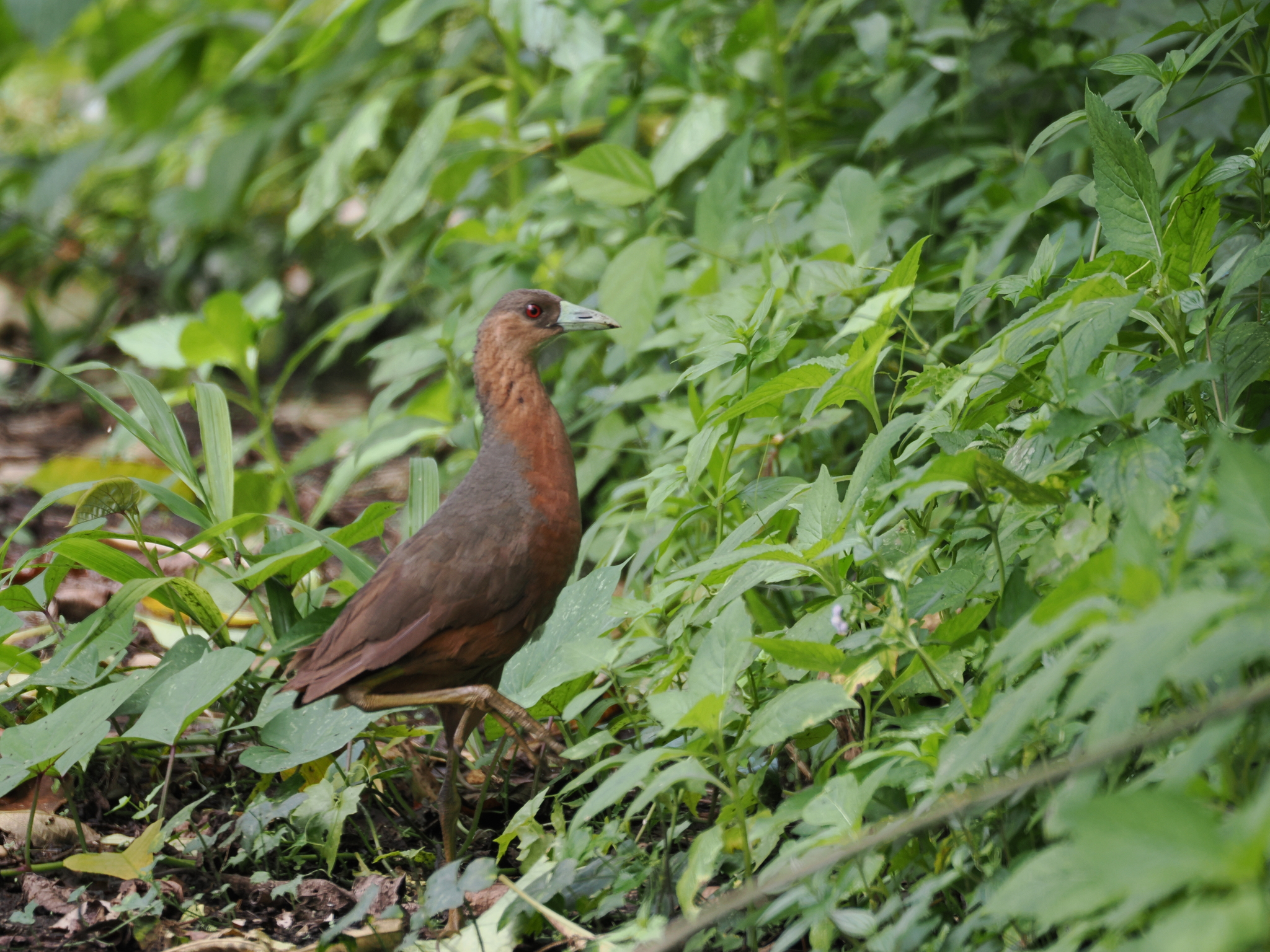 Isabelline Bush-hen (Amaurornis isabellina), photo 6
