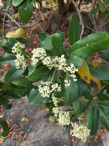 Walsura trifoliolata observed 2025-02-20