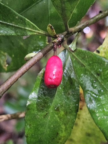 Image of Alseuosmia quercifolia by no rights reserved