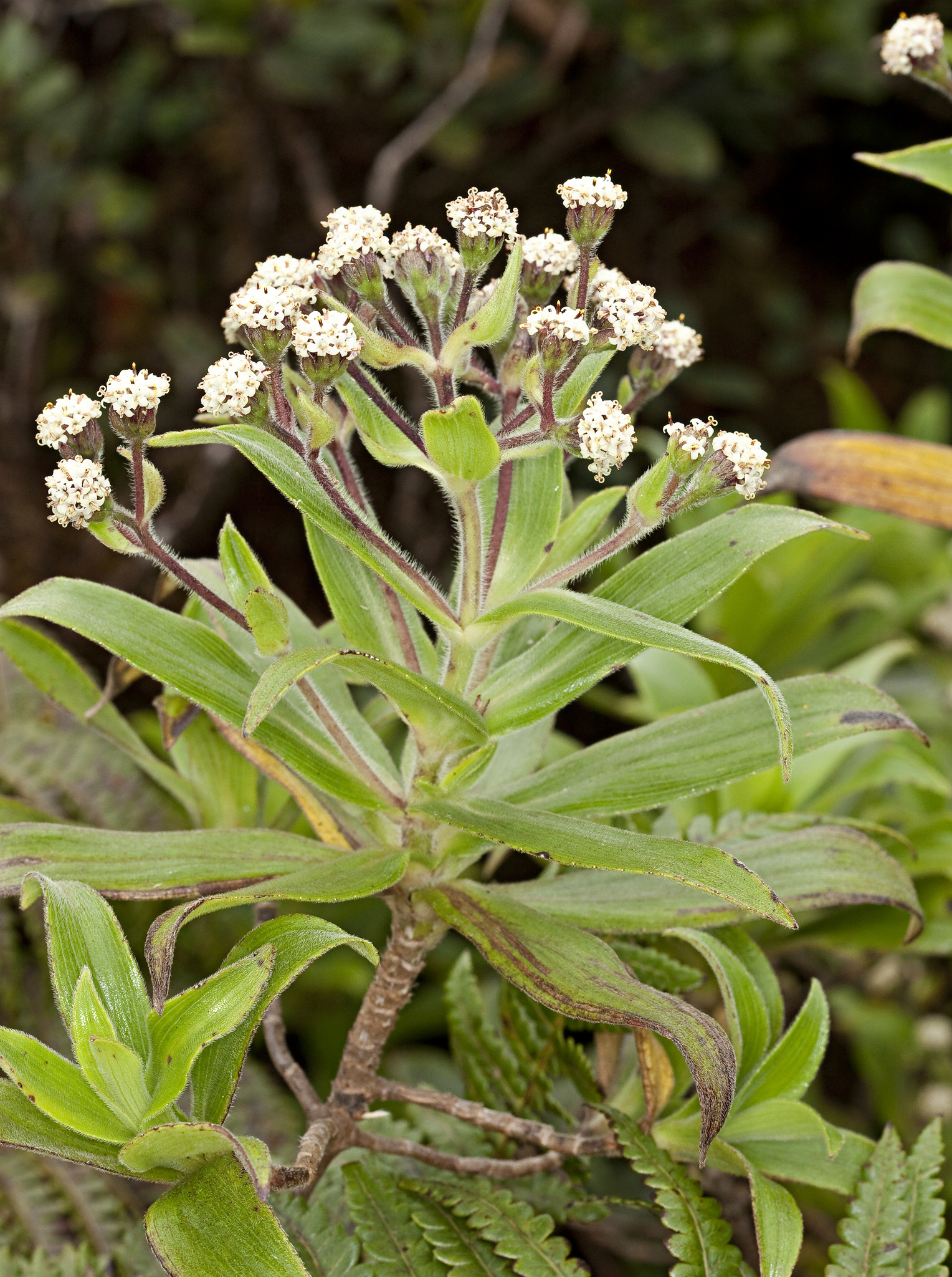 Dubautia paleata