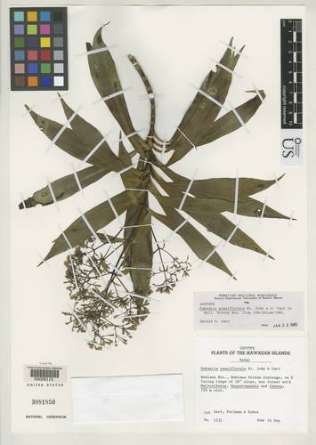 Dubautia pauciflorula