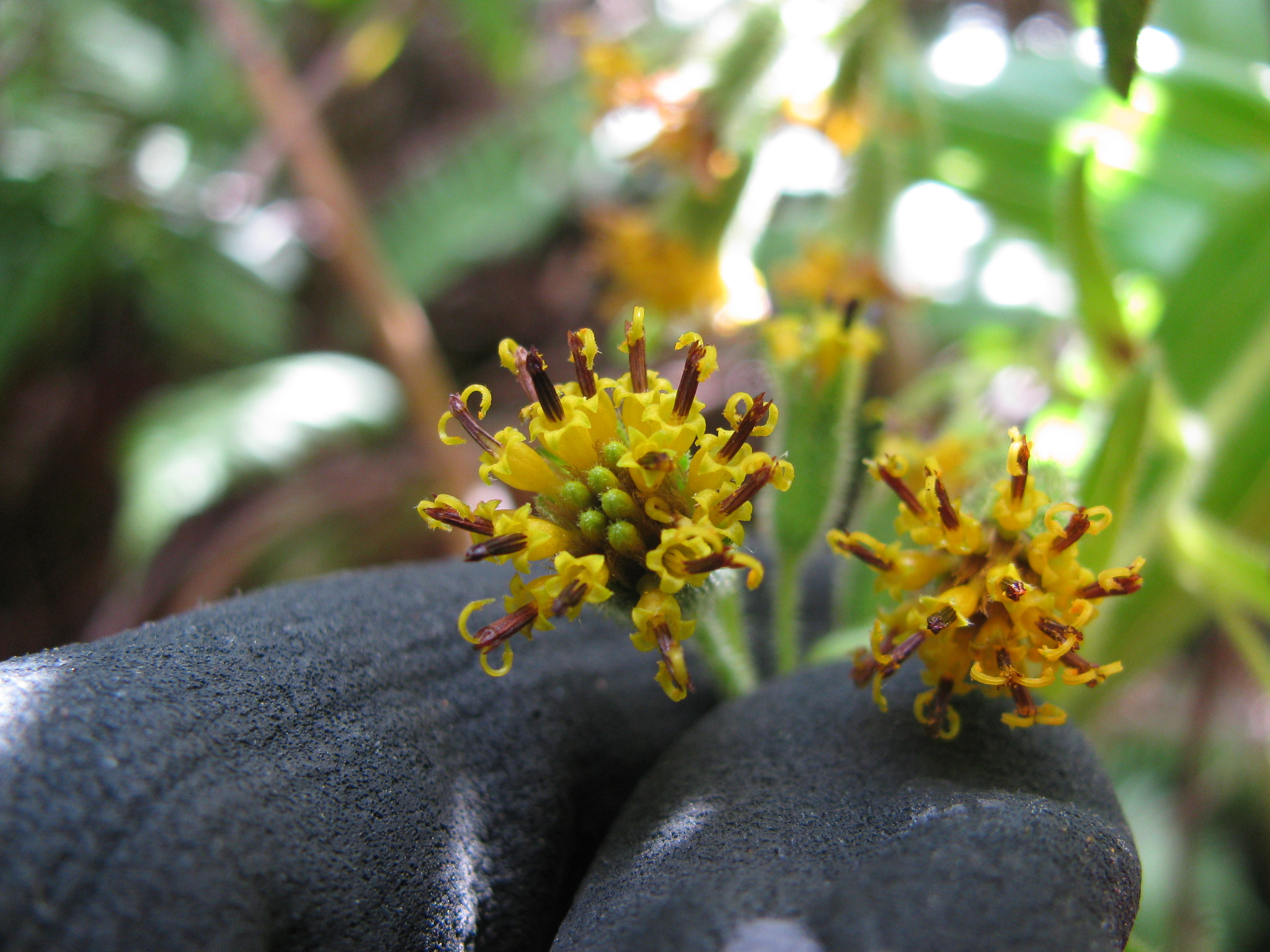 Dubautia platyphylla