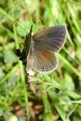 Eicochrysops messapus messapus