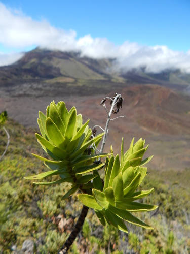 Dubautia platyphylla
