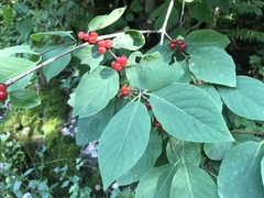 Lonicera alpigena