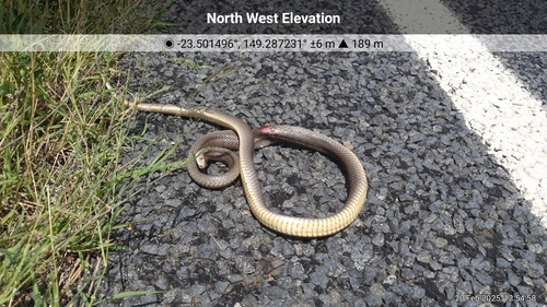 Eastern Brown Snake sighting