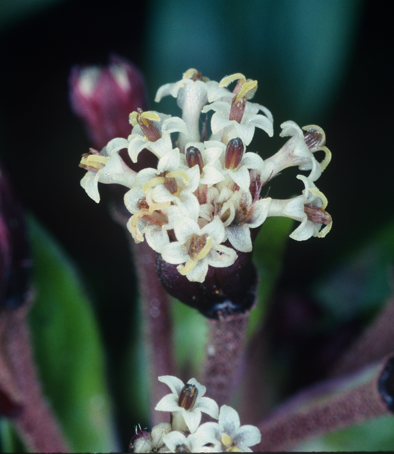 Dubautia raillardioides